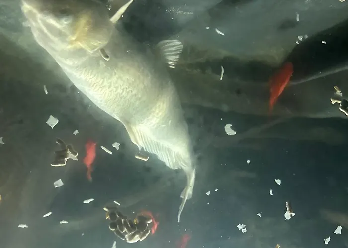 L\'Aquarium