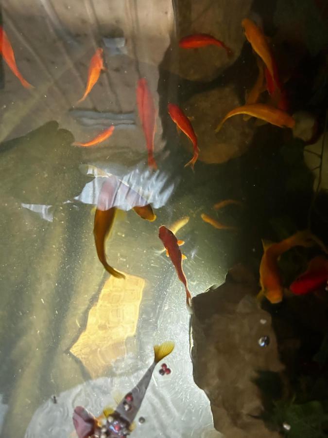 L'aquarium Campingplatz *