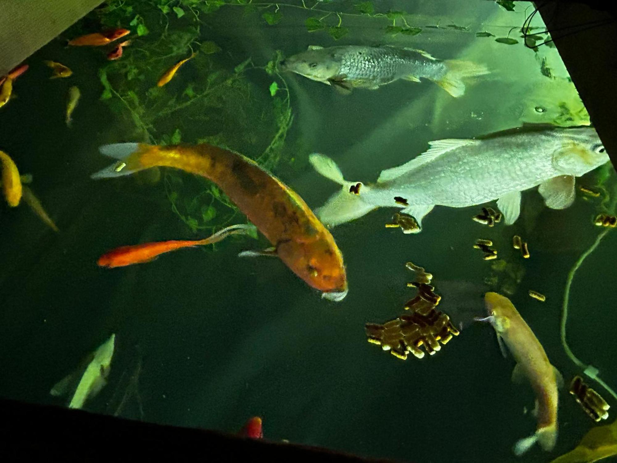 L'aquarium Campingplatz Brignoles